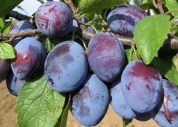 Prunus domestica Debreceni muskotály / Debreceni muskotály szilva